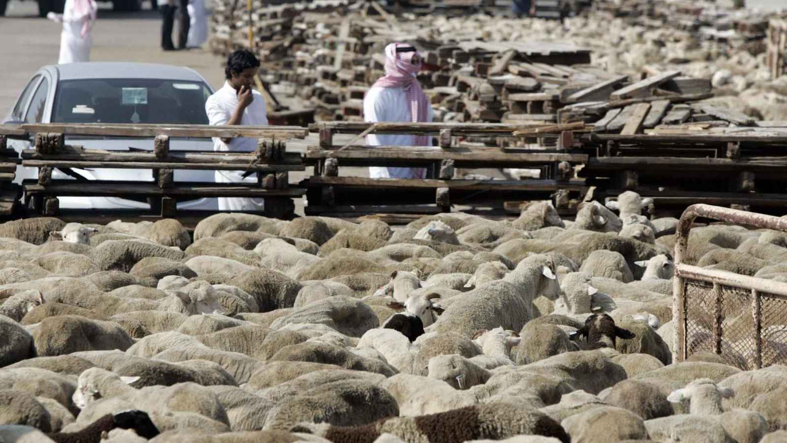 لحماية البيئة.. إصدار تصاريح رعي للمواشي في السعودية