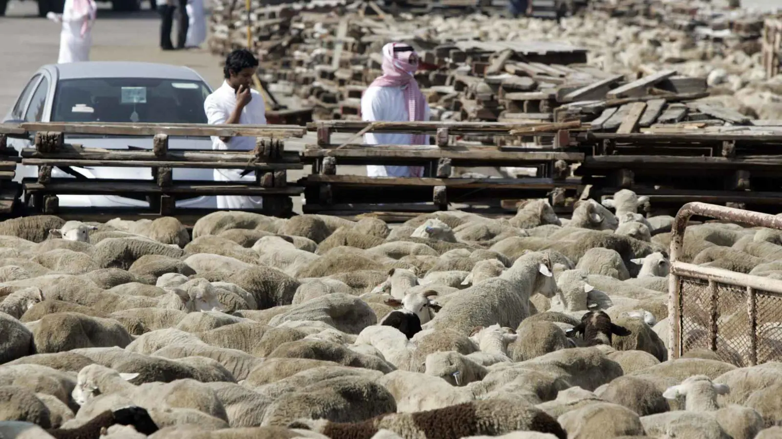 لحماية البيئة.. إصدار تصاريح رعي للمواشي في السعودية