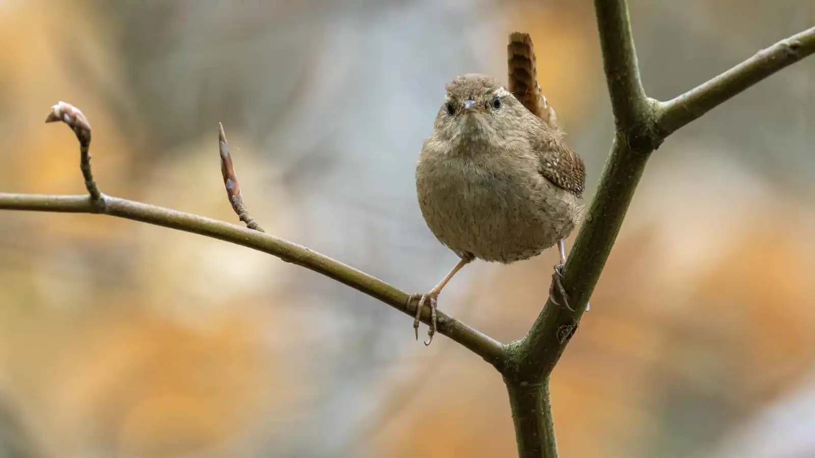 ترند "نظرية الطائر" لقياس حب الشريك.. ماذا يقول علم النفس؟