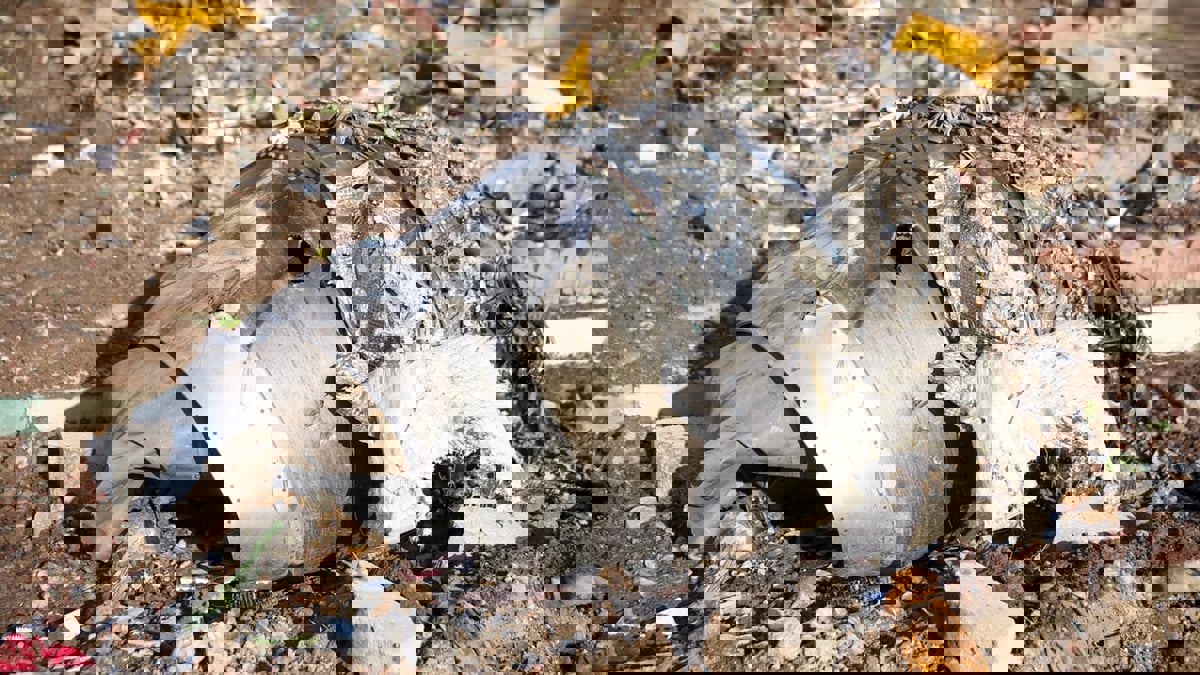 في لهجة تصعيدية.. أوكرانيا تتهم إيران بارتكاب "عمل إرهابي" بإسقاط طائرة الركاب