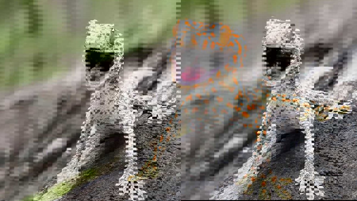 "السحالي" تتحدى الجاذبية خلال الالتصاق بالجدران