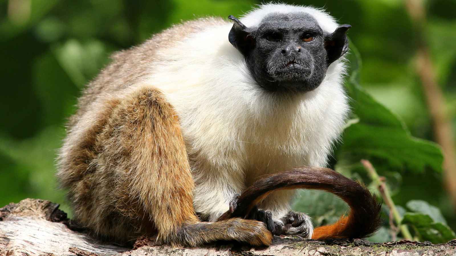 هونغ كونغ.. القرود تتسبب في إغلاق أقدم حديقة حيوانات