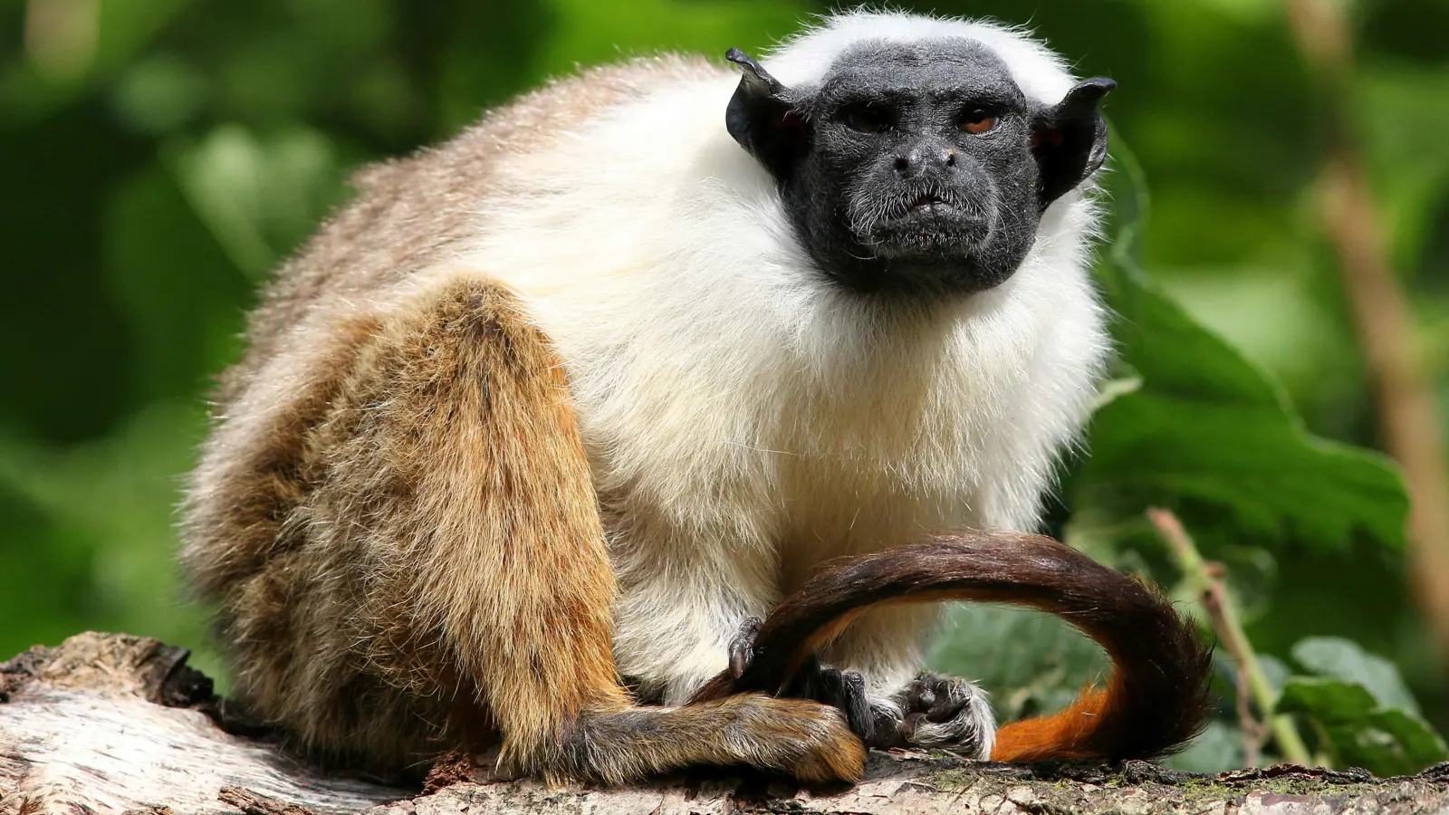 هونغ كونغ.. القرود تتسبب في إغلاق أقدم حديقة حيوانات