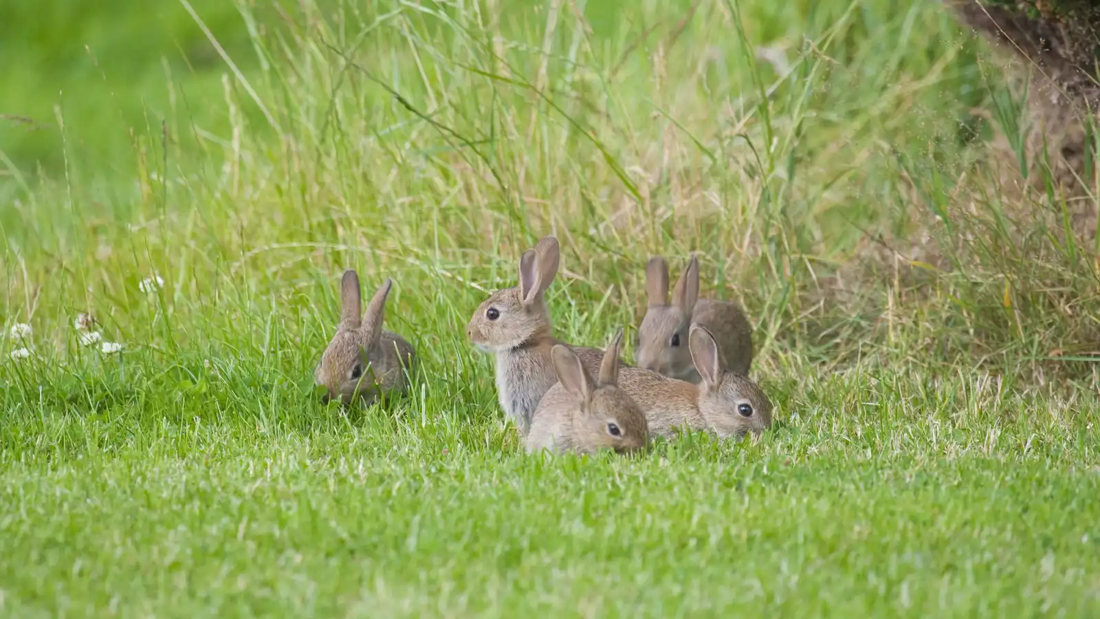 أرانب بقرون ومخالب تثير الذعر في كولورادو (صور)