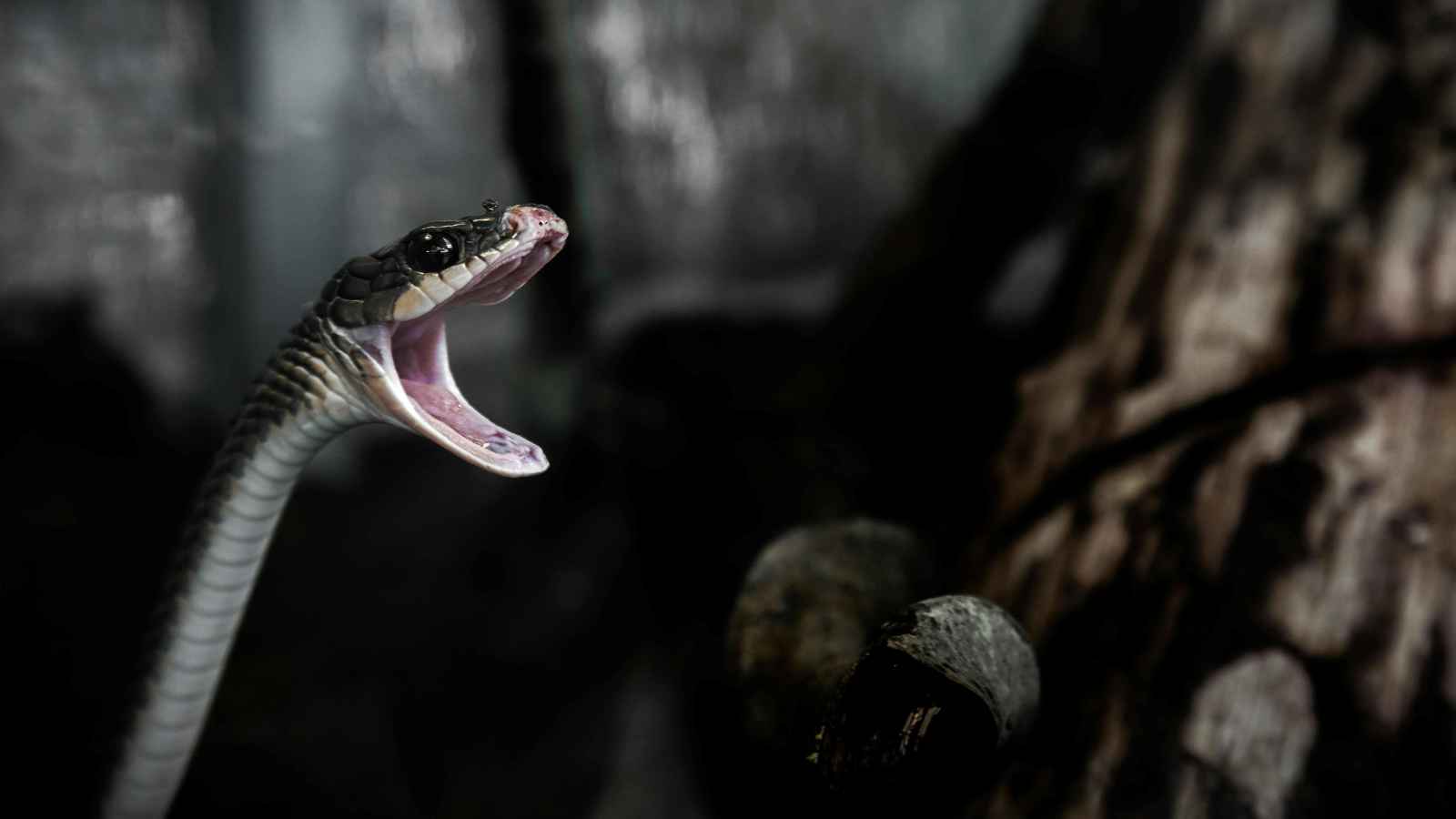 فيديو يثير الذعر.. ثعبان وصغاره داخل جهاز التكييف