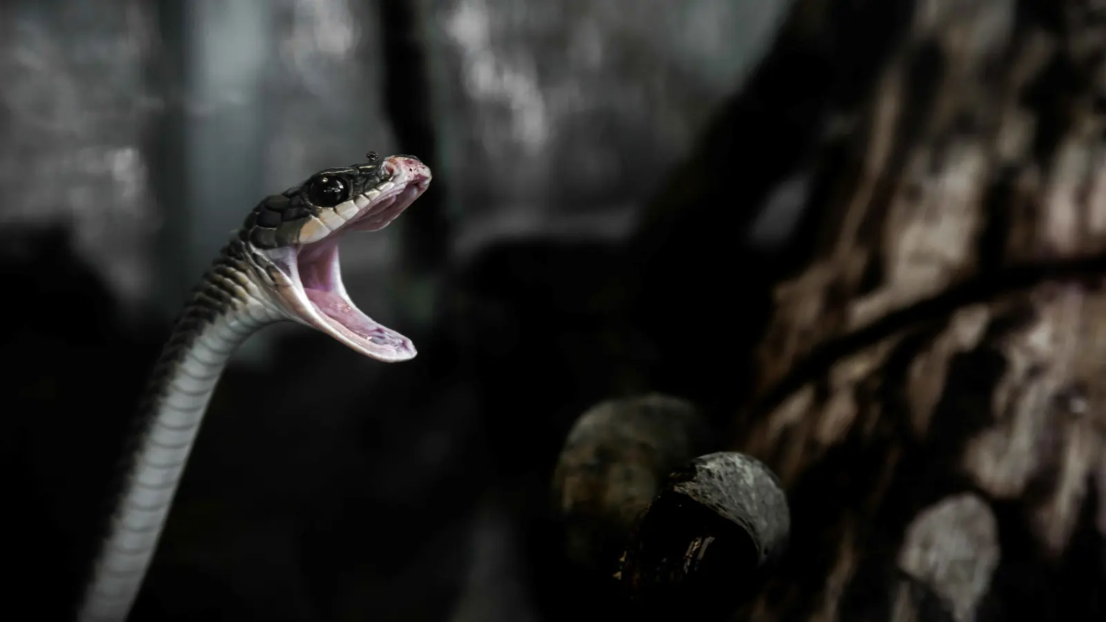 فيديو يثير الذعر.. ثعبان وصغاره داخل جهاز التكييف