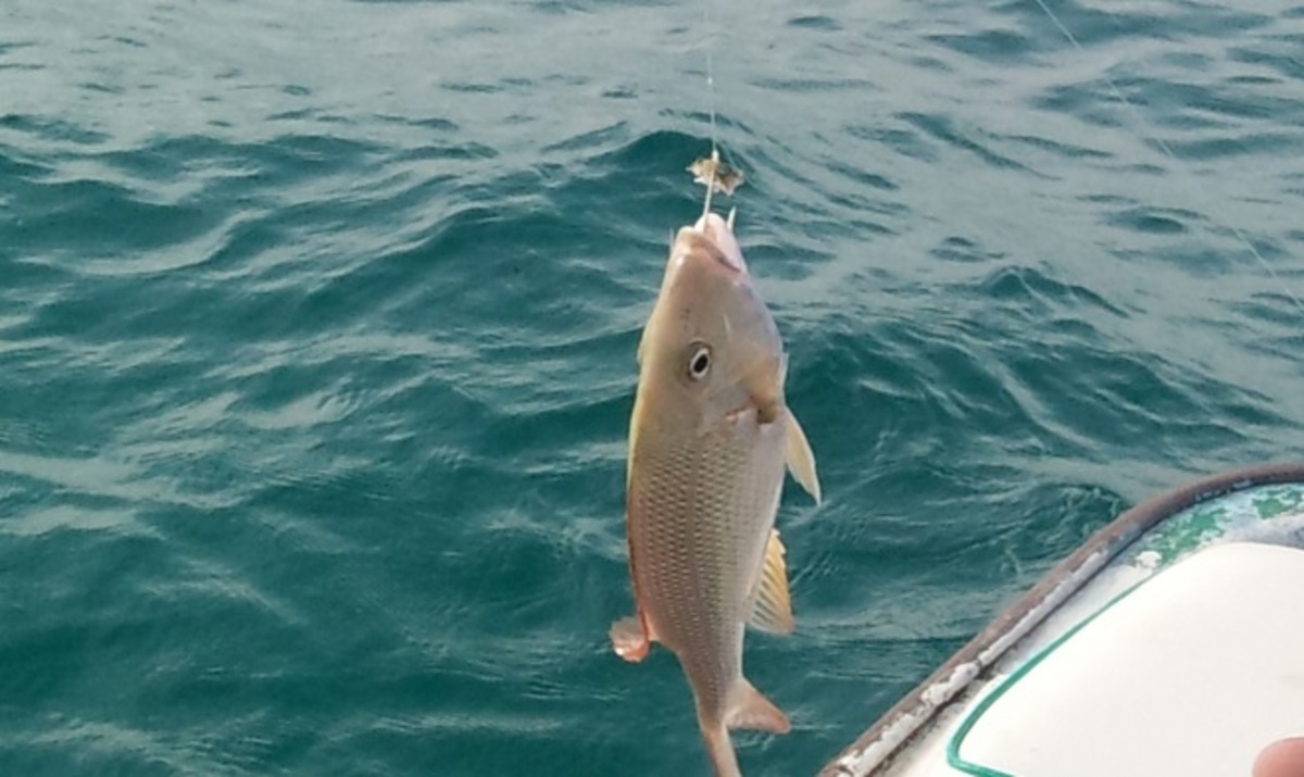 اختتام البطولة العربية لصيد الأسماك في الغردقة