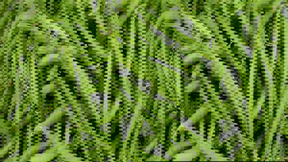 اكتشاف مركب نباتي يخفف من حساسية الطعام