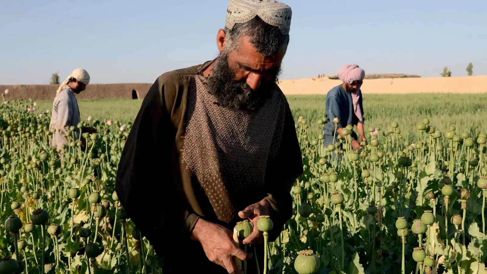 "فايننشيال تايمز": إيران تخطط للبدء في زراعة الأفيون بشكل قانوني