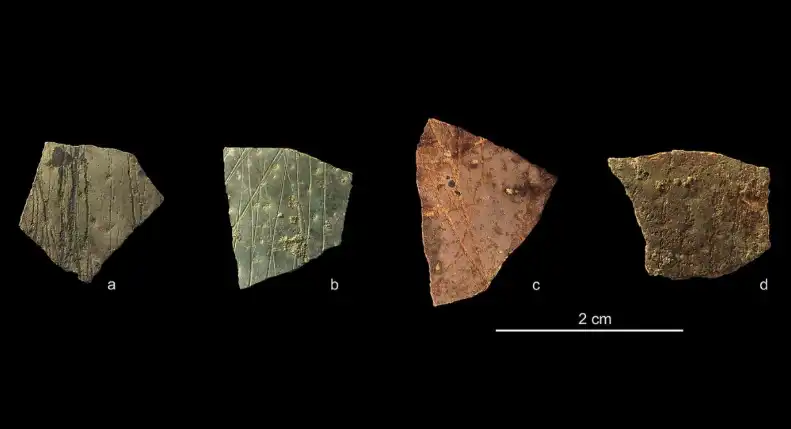 القشورة المكتشفة