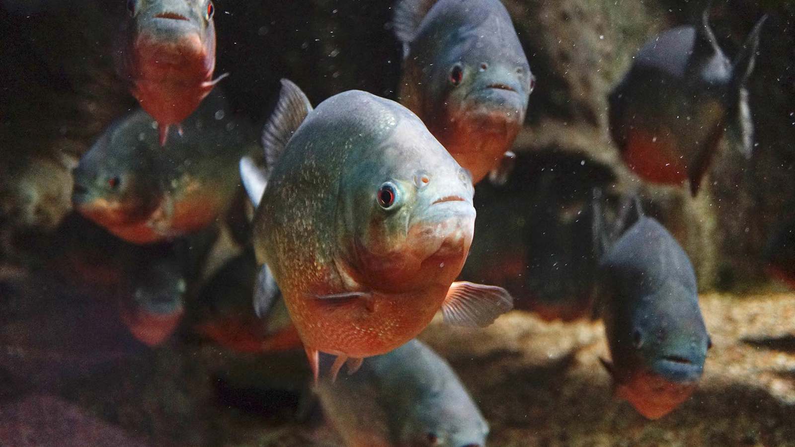 قتل طليقته وألقى جثتها في نهر مليء بالأسماك الشرسة (فيديو)