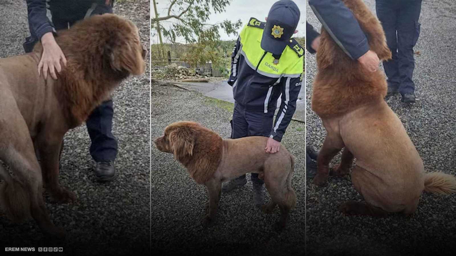 بلاغات واستنفار.. كلب بـ"قصة شعر" غريبة يثير الذعر في أيرلندا