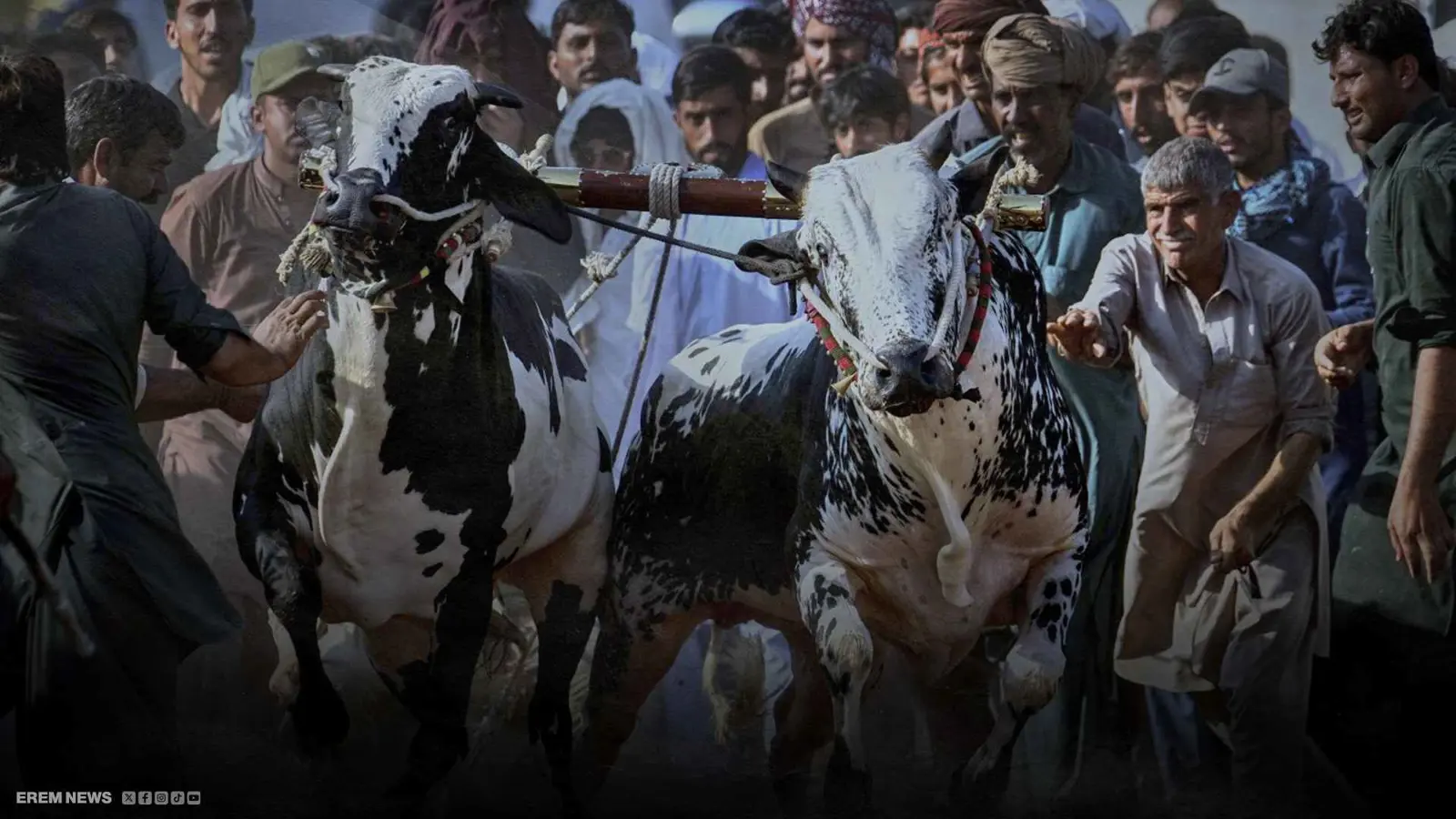 سباق الثيران في باكستان