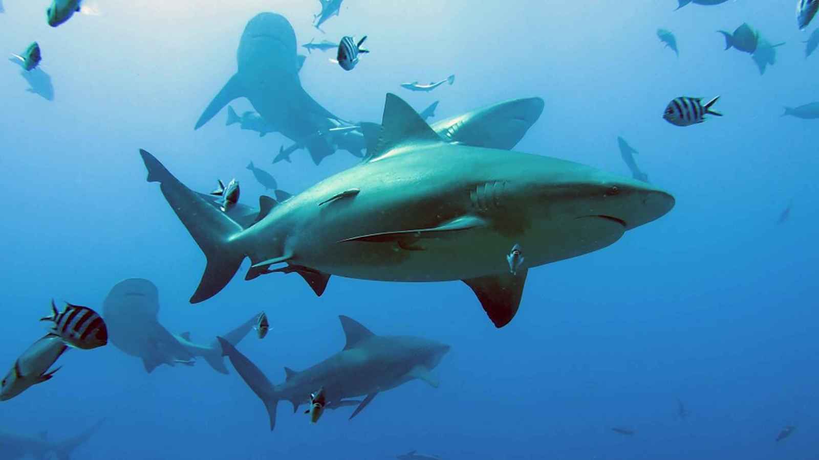 حفاظا على التنوع.. أردني يصطاد قرشا صغيرا ويعيده إلى البحر (فيديو)