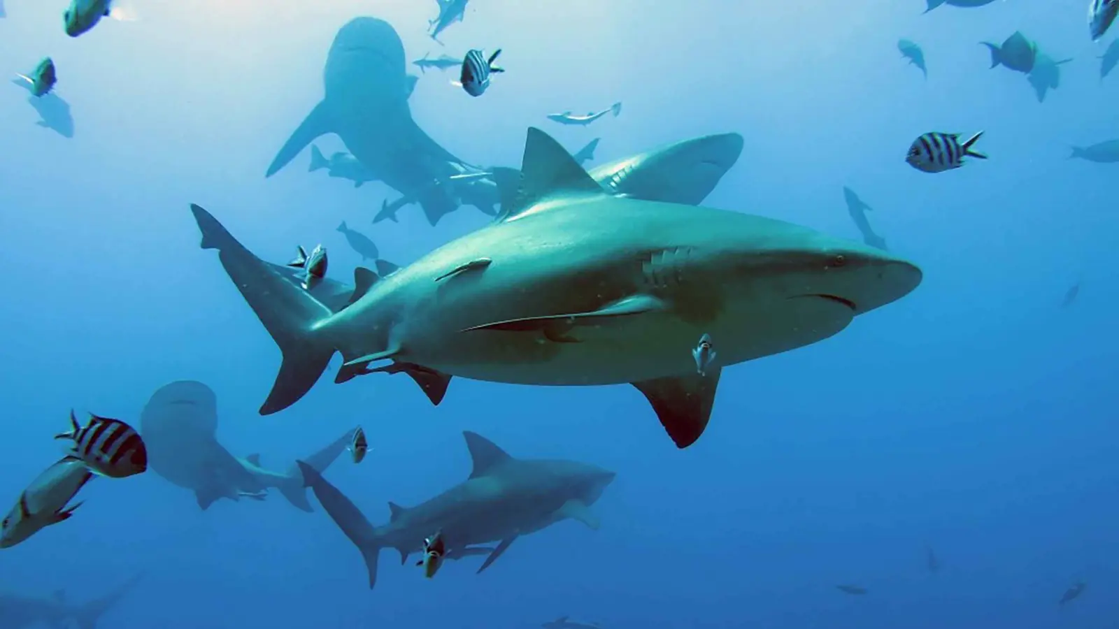 مصر.. مقتل سائح بهجوم سمكة قرش في "مرسى علم"