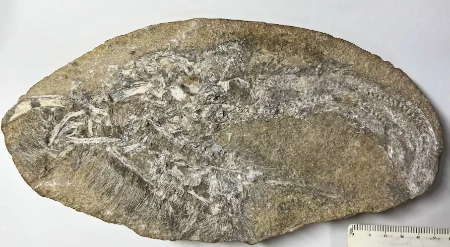 القيء المتحجر الذي احتوى على نوع جديد من البتروسورات