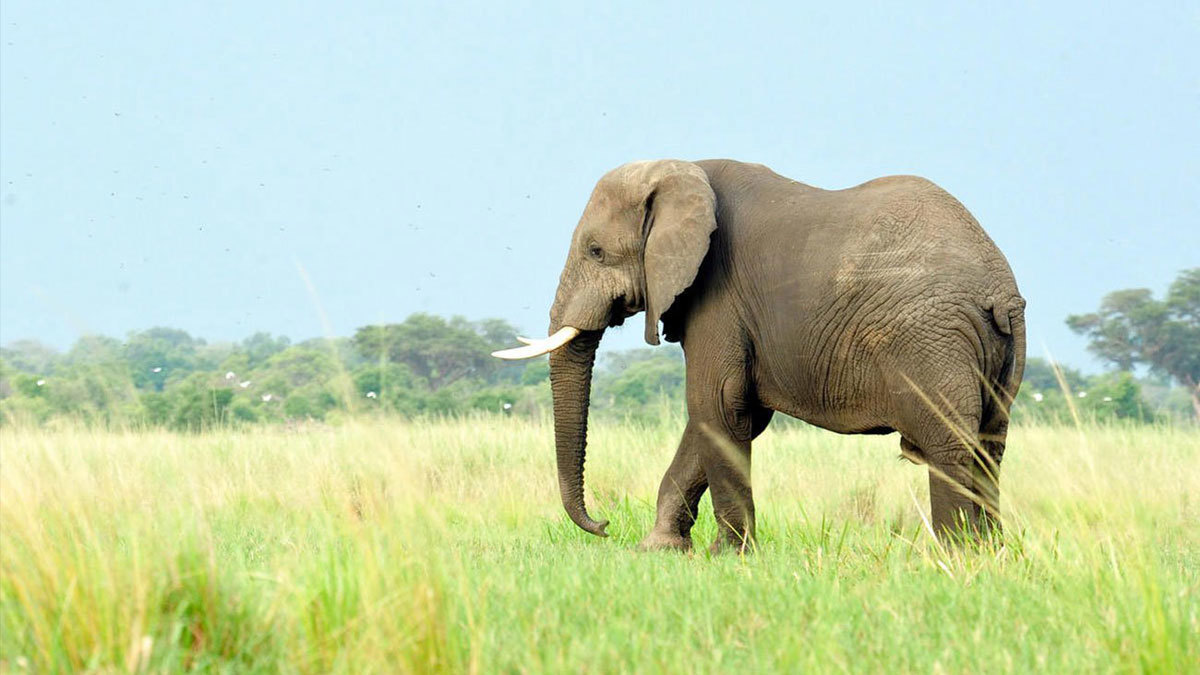 أثناء عملية لمكافحة الصيد الجائر.. فيل يقتل جنديًا بريطانيًا جنوب مالاوي