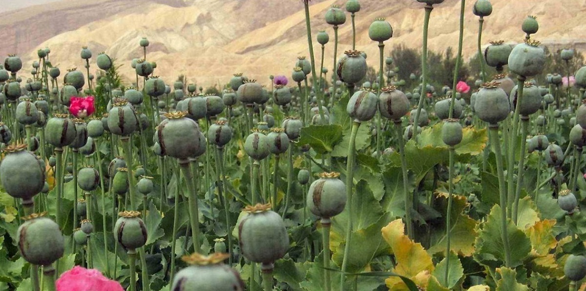 حرب أمريكا الأولى على المخدرات.. صور نادرة تظهر مدمني الأفيون في حالة غيبوبة