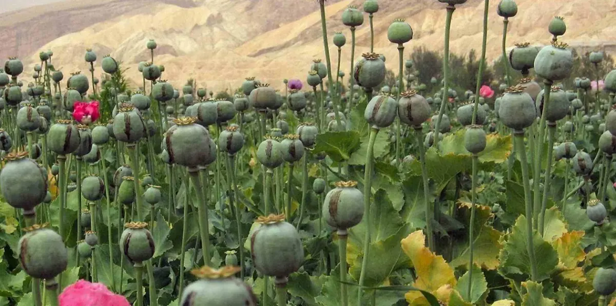 حرب أمريكا الأولى على المخدرات.. صور نادرة تظهر مدمني الأفيون في حالة غيبوبة