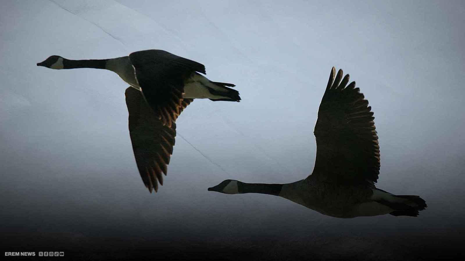  الإوز الغاضب يرعب كندا