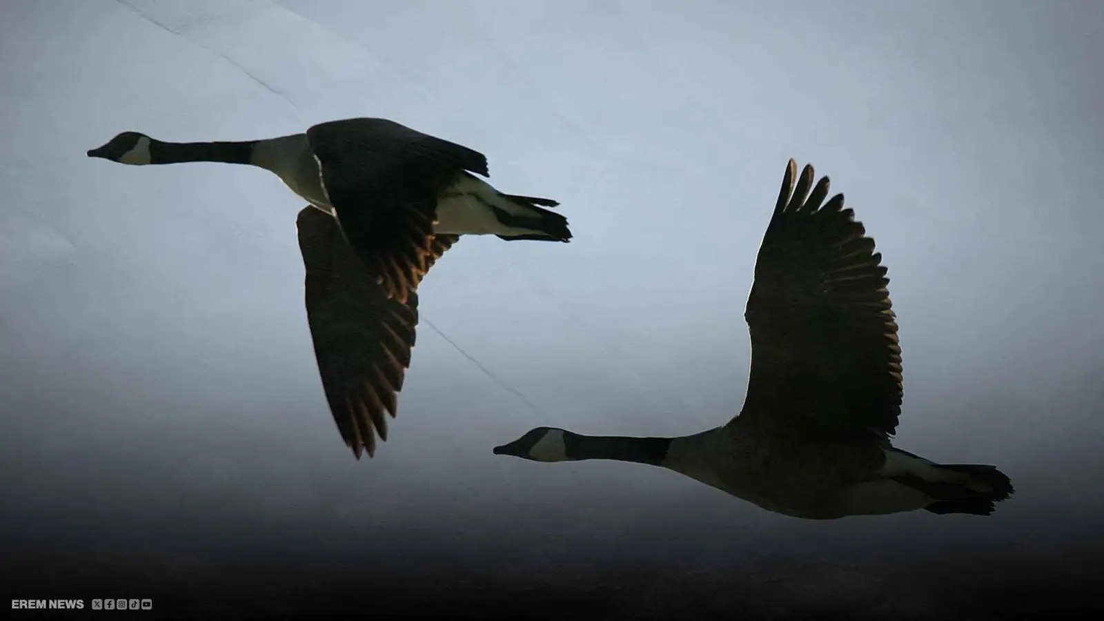  الإوز الغاضب يرعب كندا