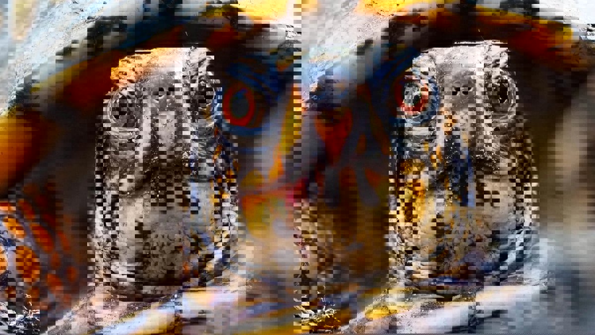 دراسة: السلاحف ليست صامتة كما كان يُعتقد
