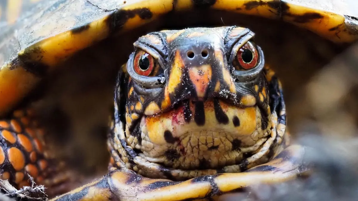 دراسة: السلاحف ليست صامتة كما كان يُعتقد
