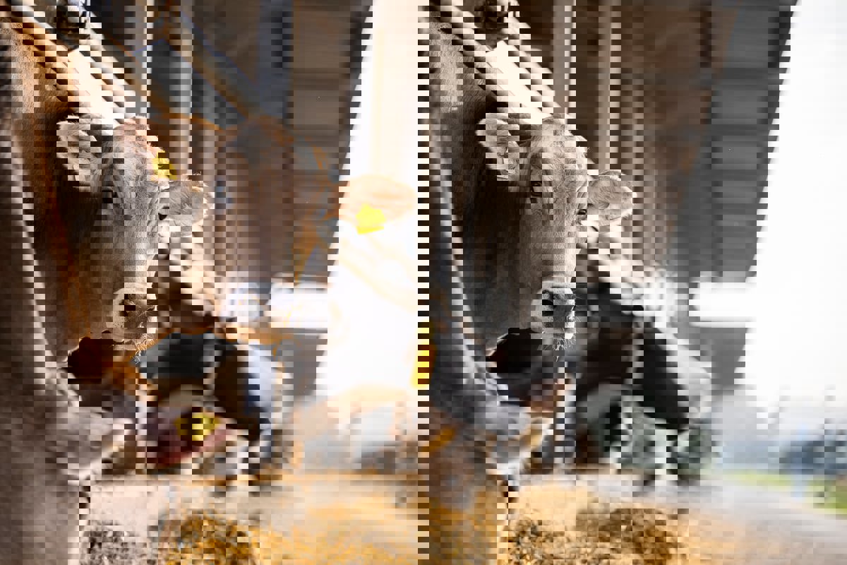 قبل ذبحها بعيد الأضحى.. جلسات مساج للأبقار في إندونيسيا (صور)