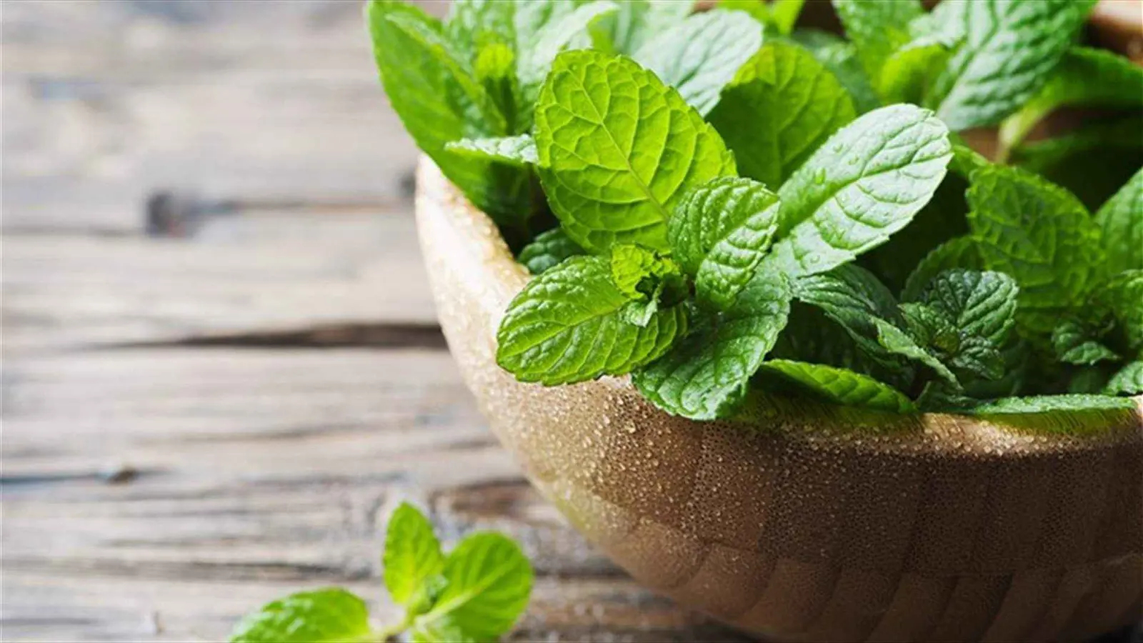 "يجهلها كثيرون".. فائدة صحية مذهلة للنعناع