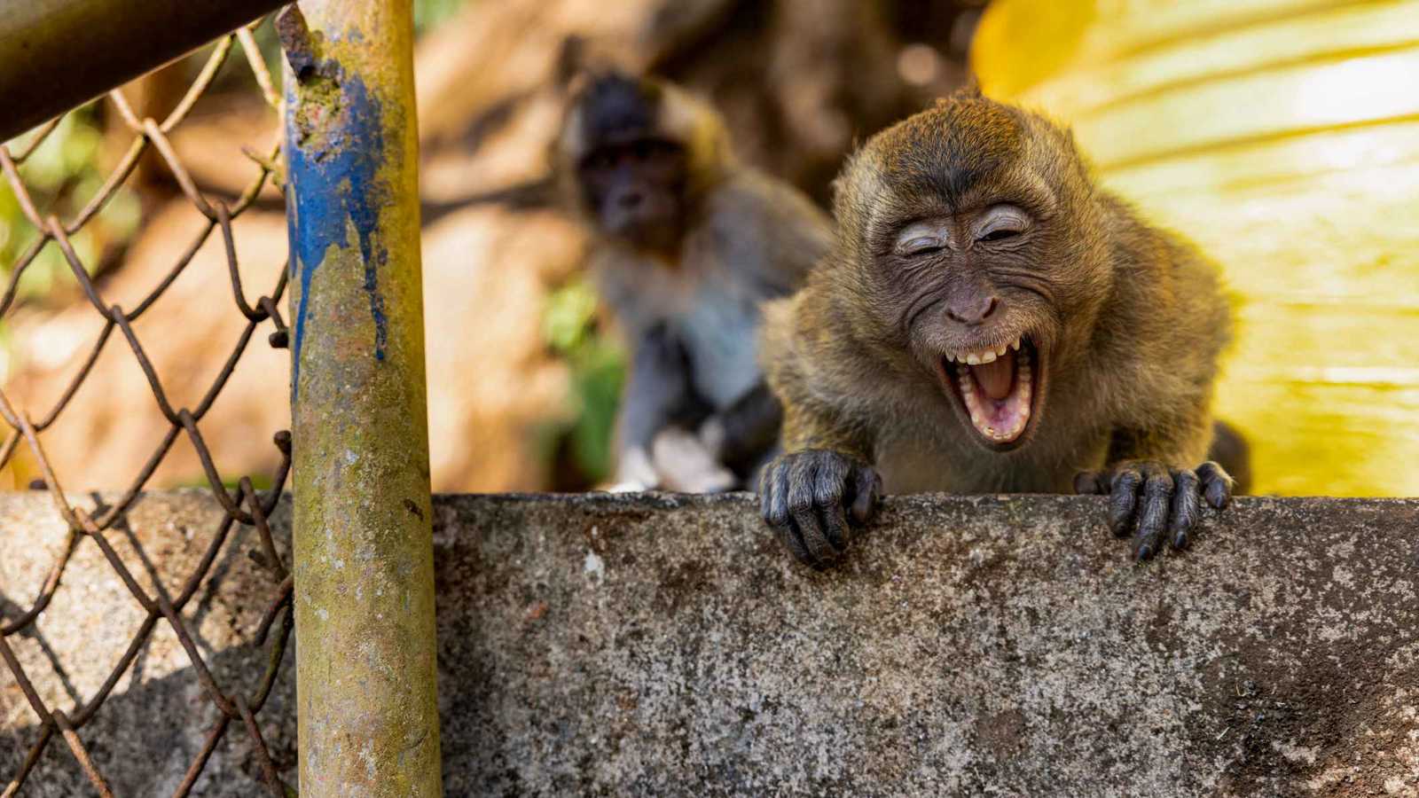 هروب 3 قرود من حديقة الحيوان يثير الذعر في دمشق