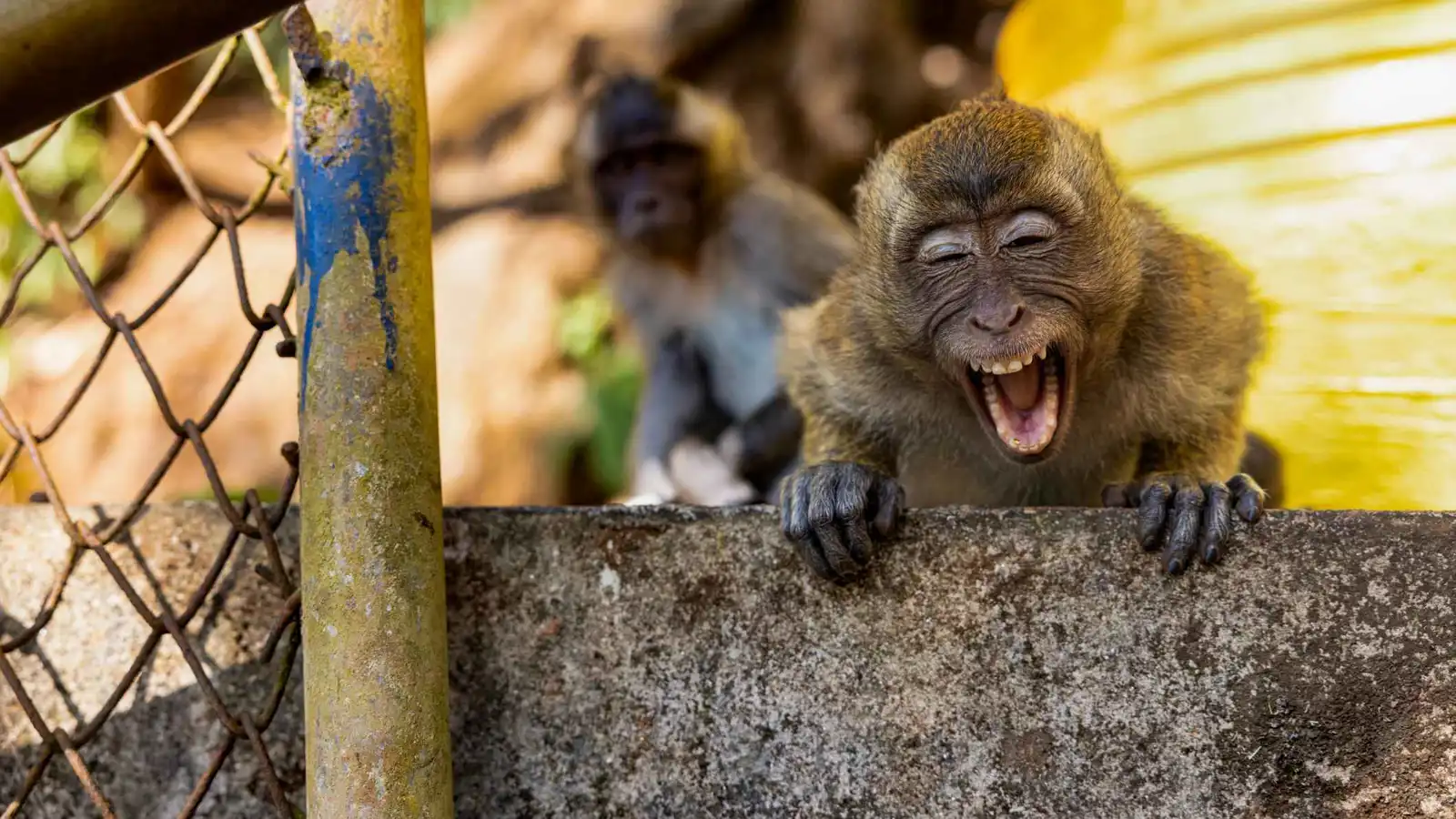 هروب 3 قرود من حديقة الحيوان يثير الذعر في دمشق