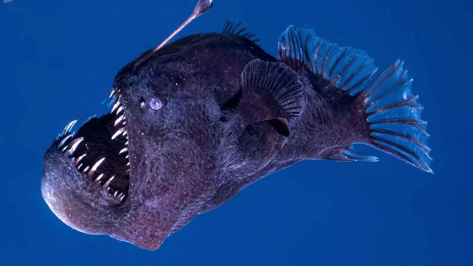 ظهرت لأول مرة بشكلها "المرعب".. فيديو جديد لسمكة "الشيطان الأسود"