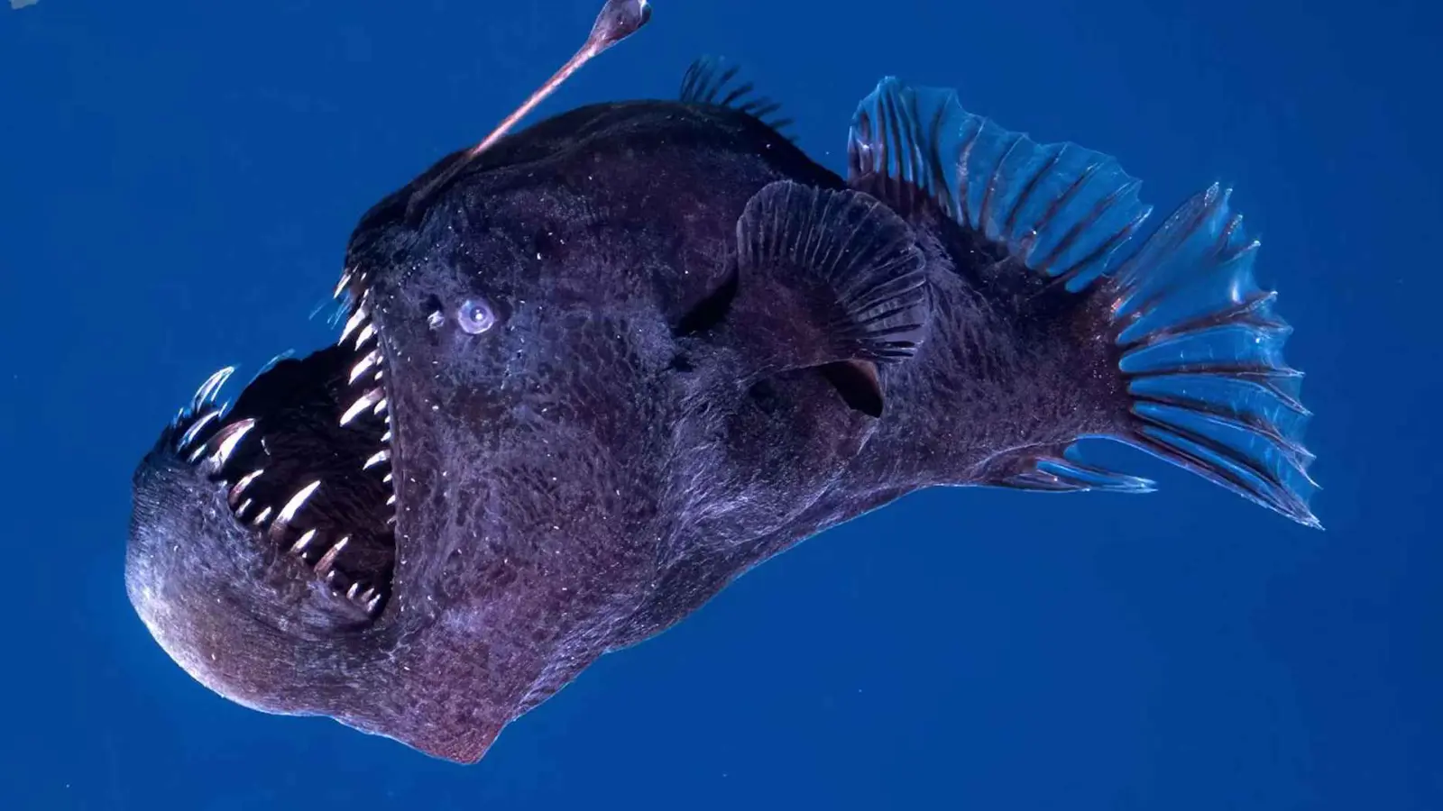 ظهرت لأول مرة بشكلها "المرعب".. فيديو جديد لسمكة "الشيطان الأسود"