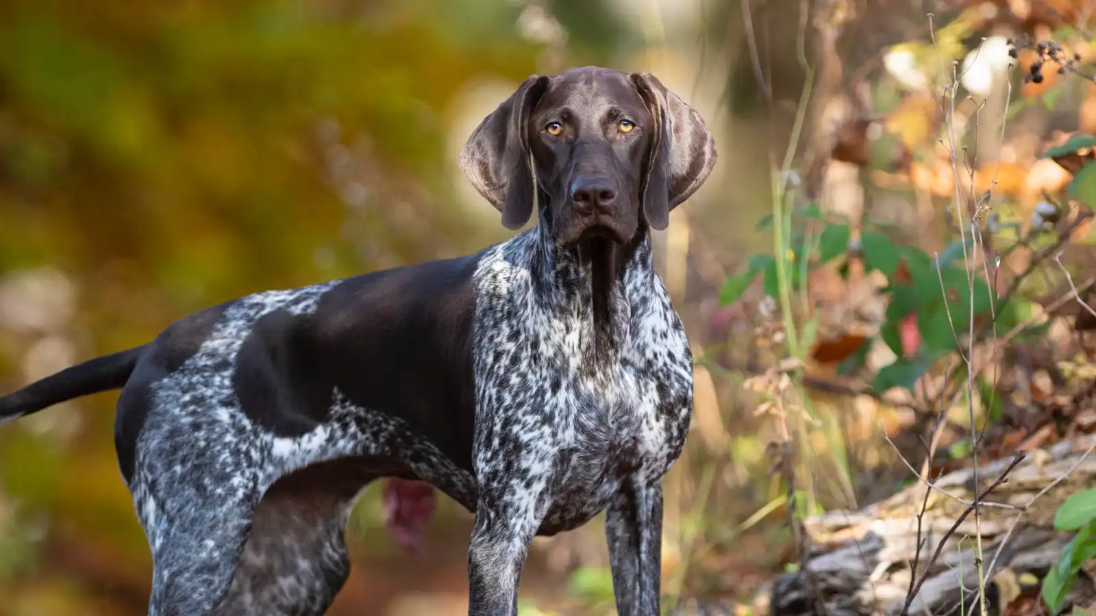 كلب ينقذ عائلة من حريق في مرآب.. كيف؟ (فيديو)