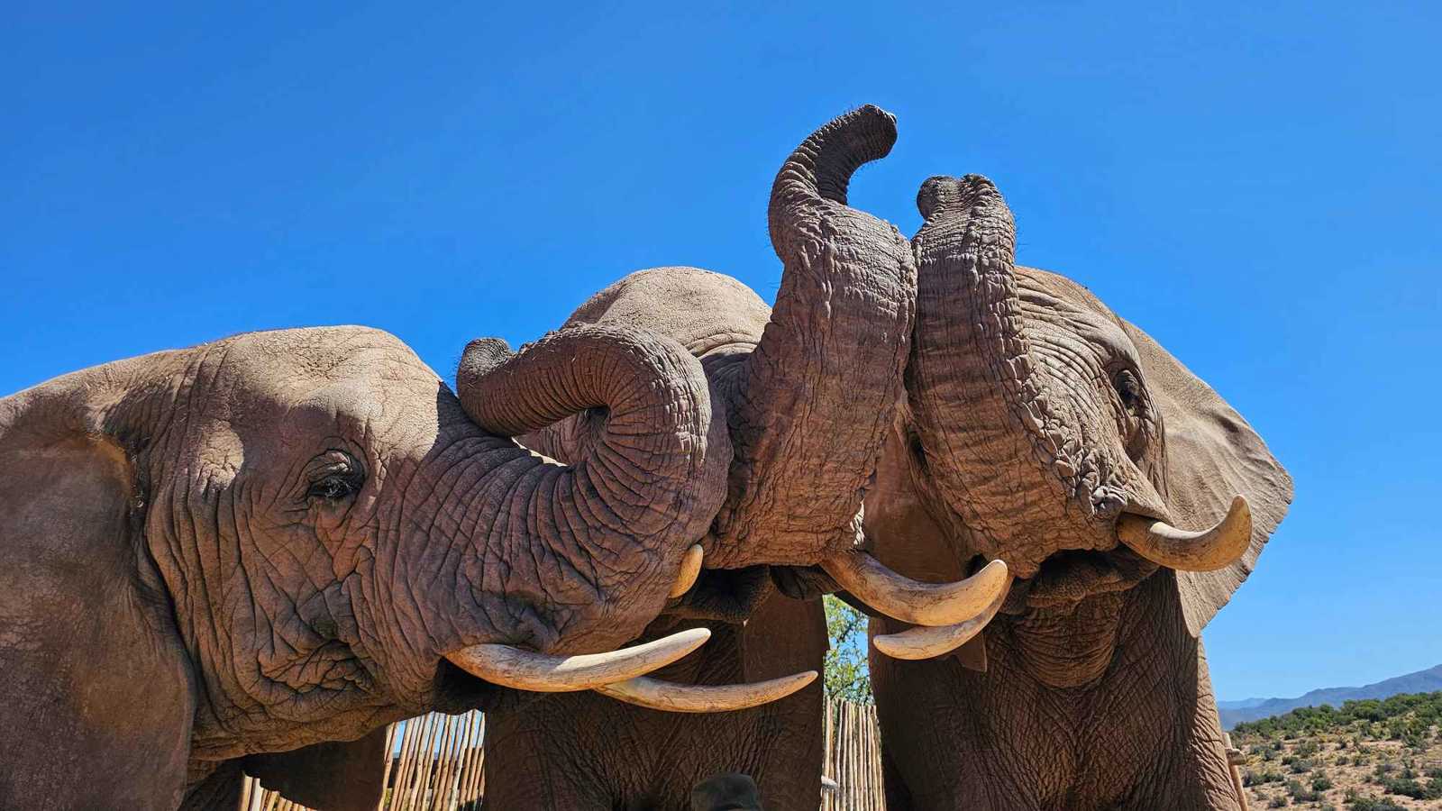 فيديو نال آلاف المشاهدات.. فيلان صغيران يتبادلان "قبلة" مؤثرة