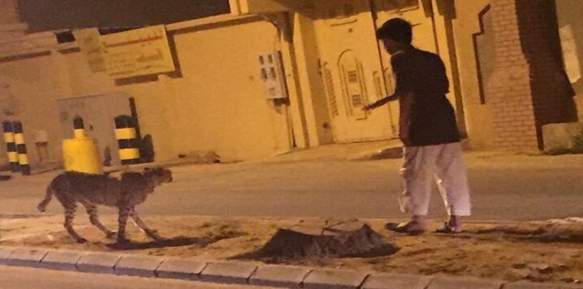 بالفيديو.. فهد صيّاد يتجول حرًا في أحد أحياء منطقة القصيم السعودية