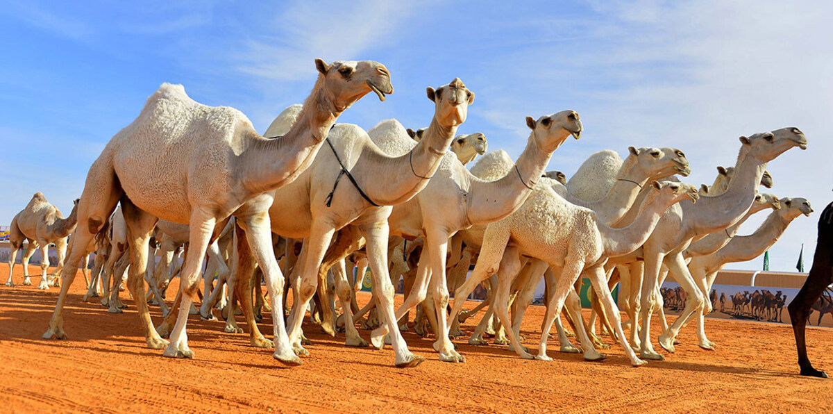 تغريم طبيب بيطري بتهمة الإساءة إلى الإبل في السعودية