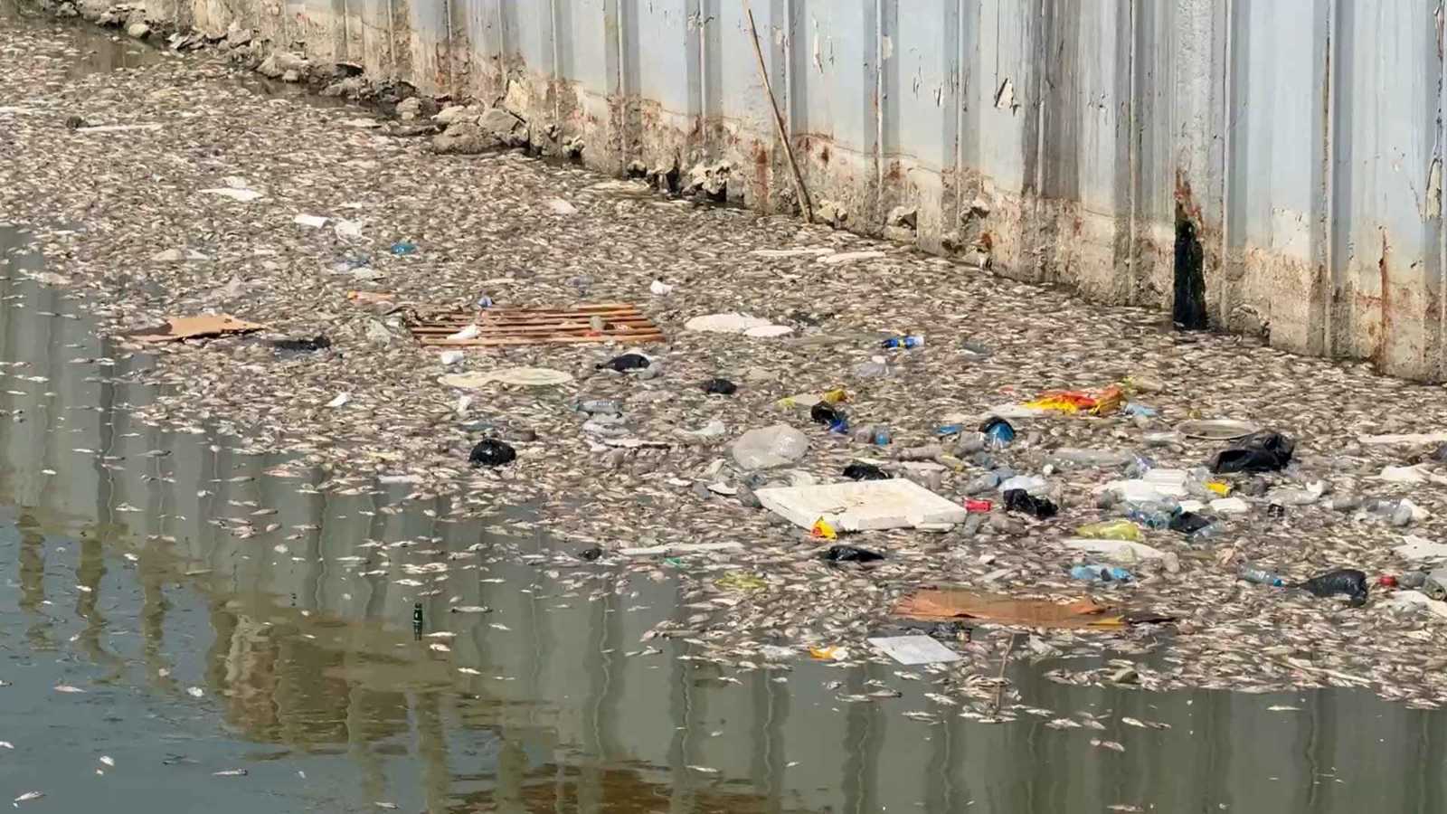 ملوحة المياه تتسبب بنفوق جماعي لأسماك نهر العشار في العراق (فيديو)