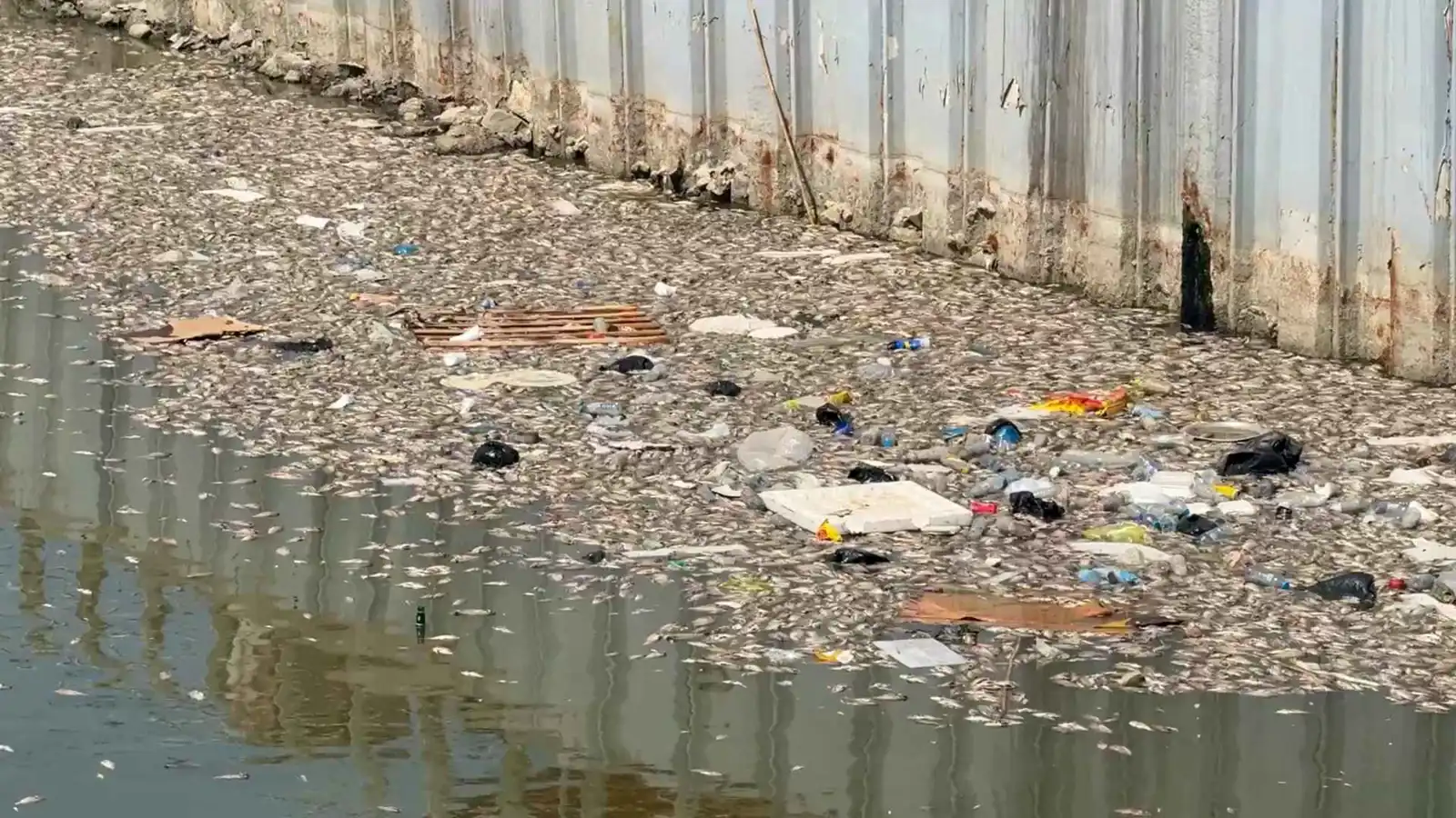 ملوحة المياه تتسبب بنفوق جماعي لأسماك نهر العشار في العراق (فيديو)