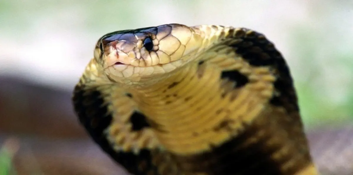 اصطياد أكبر ثعبان في فلوريدا طوله 5 أمتار وبداخله 78 بيضة (صور)