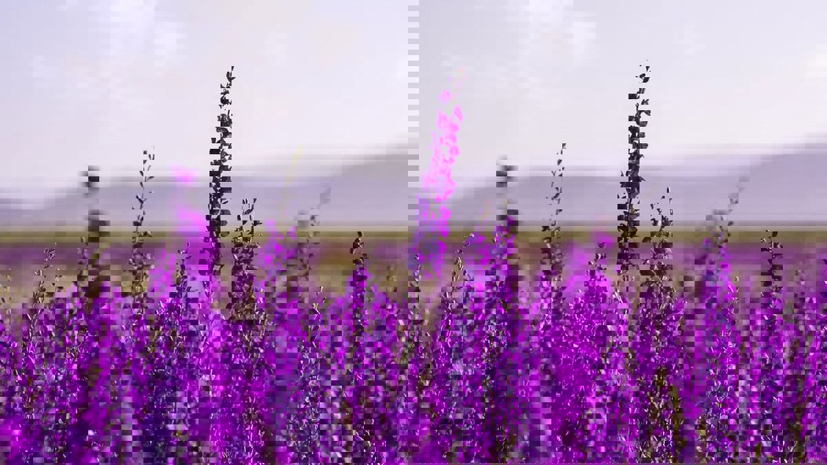 ما دلالة اللون الأرجواني في علم النفس؟