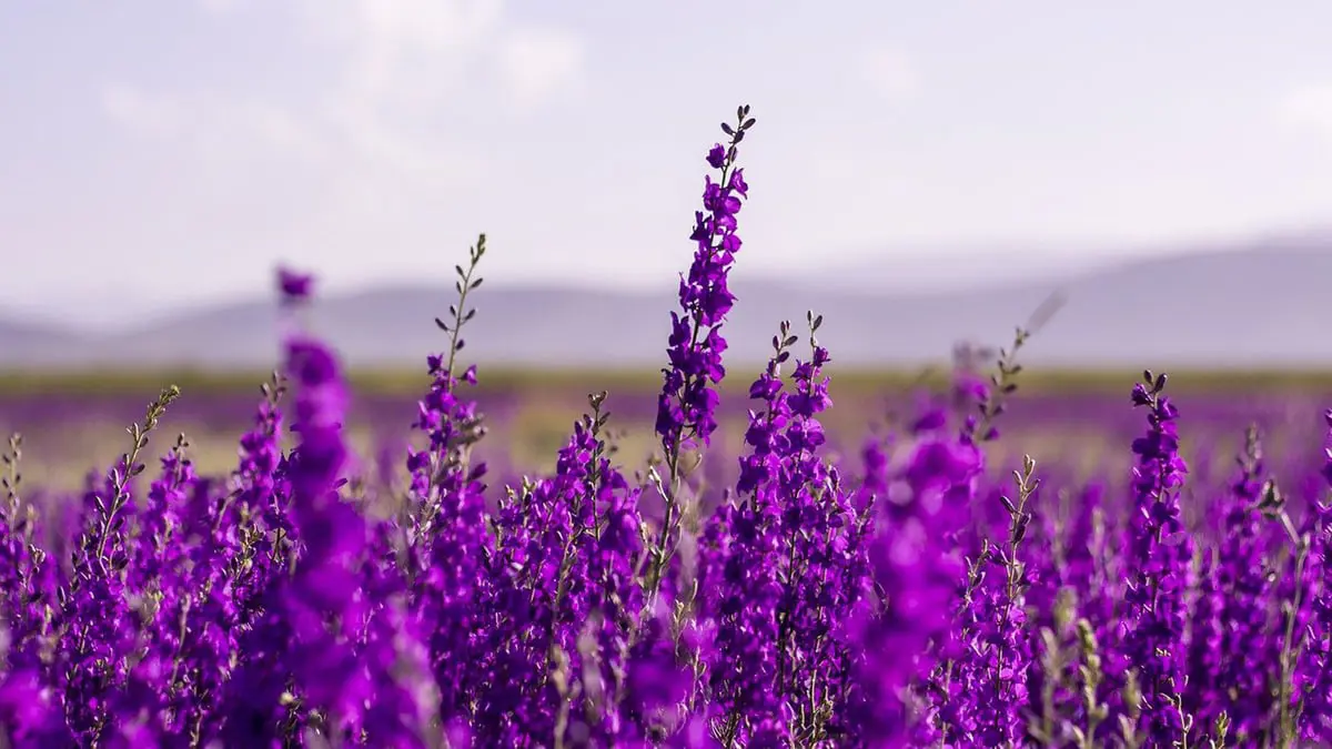 ما دلالة اللون الأرجواني في علم النفس؟