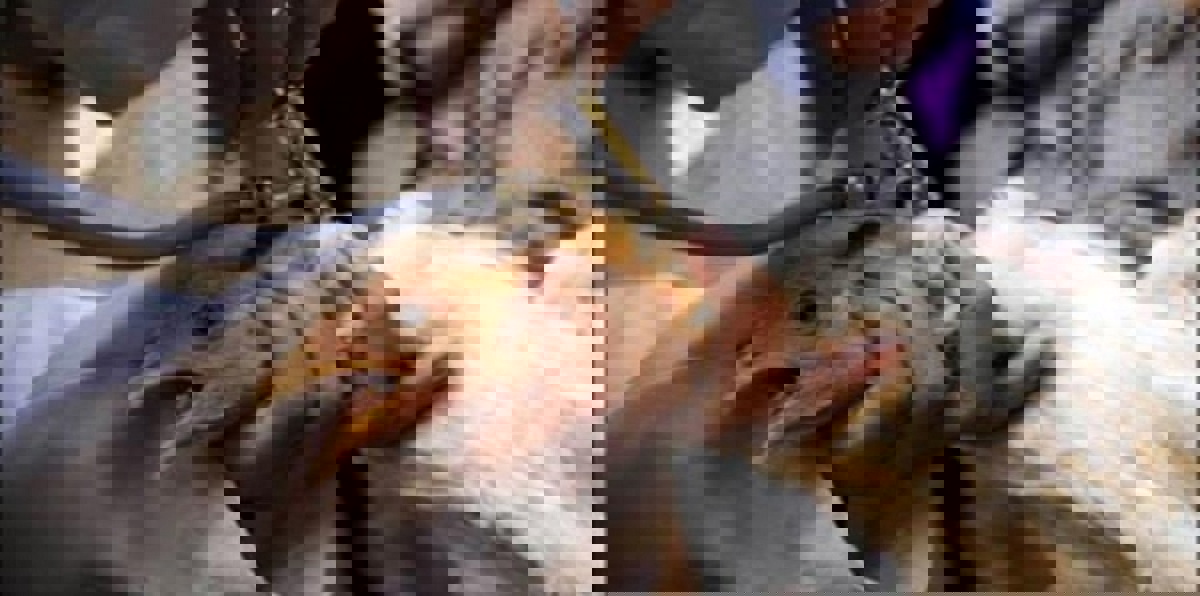 السعودية.. تسجيل إصابة بإنفلونزا الطيور في الرياض