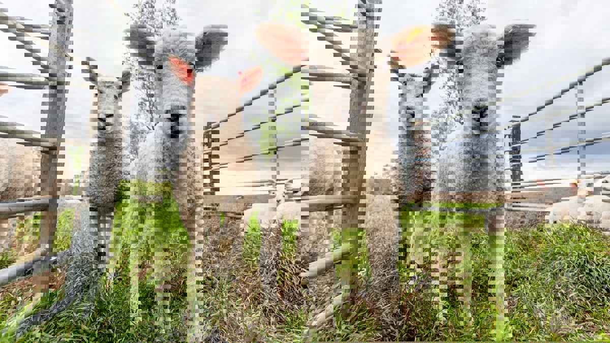 اتهام مدافعات عن الحيوانات بسرقة خراف من مزرعة للملك تشارلز‎