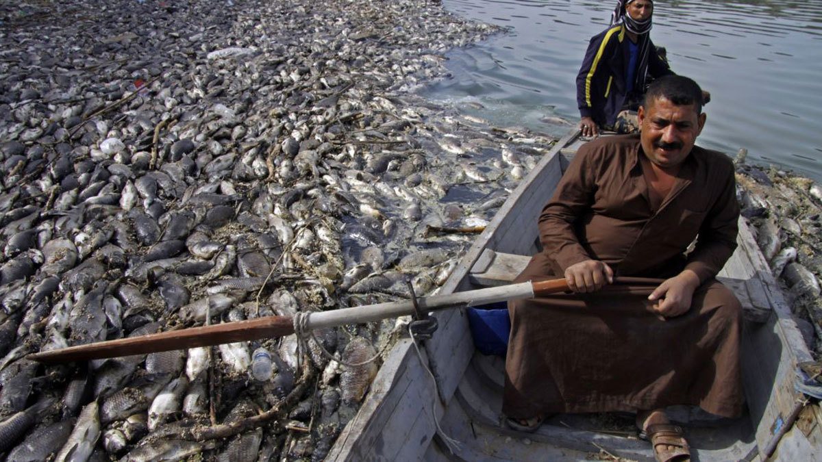 "وباء" يتسبب بنفوق آلاف الأسماك في العراق