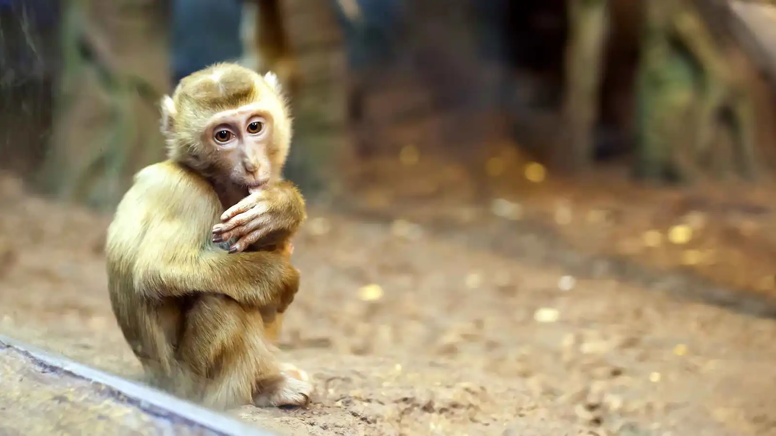 "مشهد مؤثر".. قرد يتعلق بلعبته المحشوة بعد هجران والدته (فيديو)