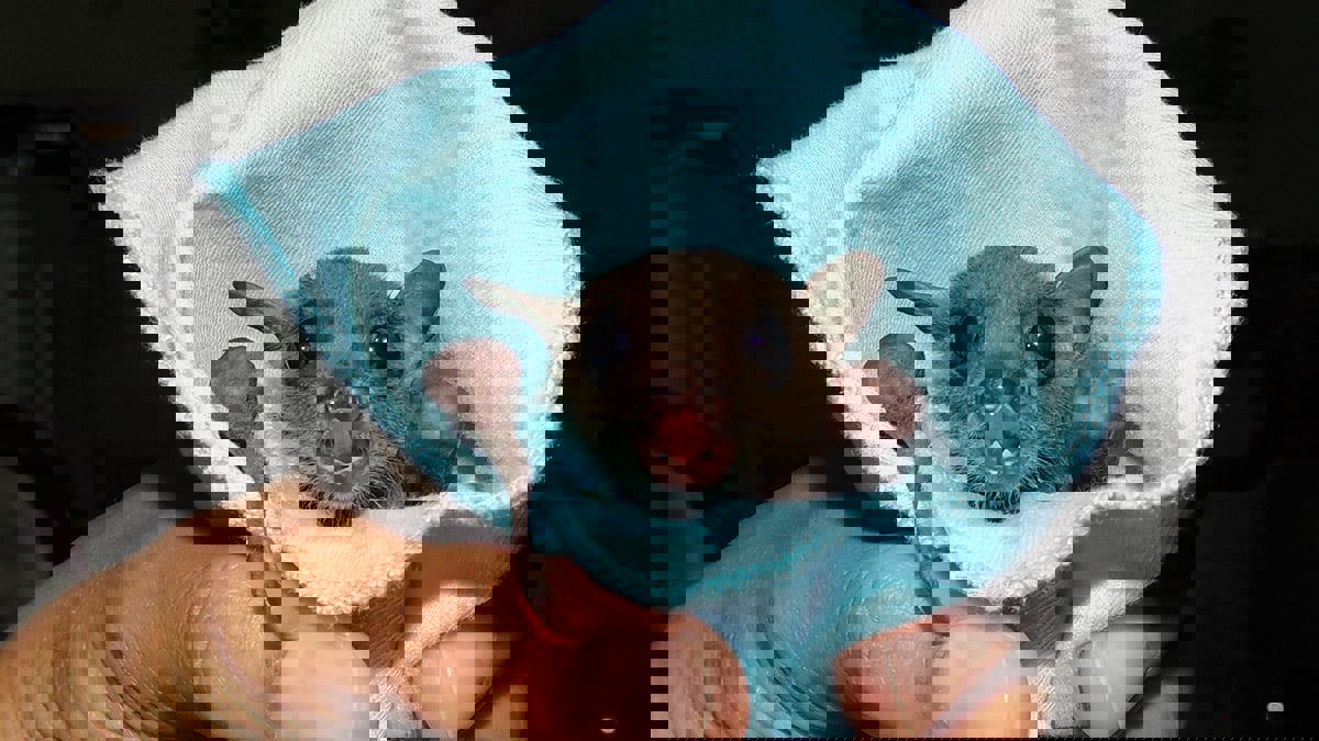 مفاجأة علمية .. فيروس "كورونا" موجود في الخفافيش منذ 72 عاما