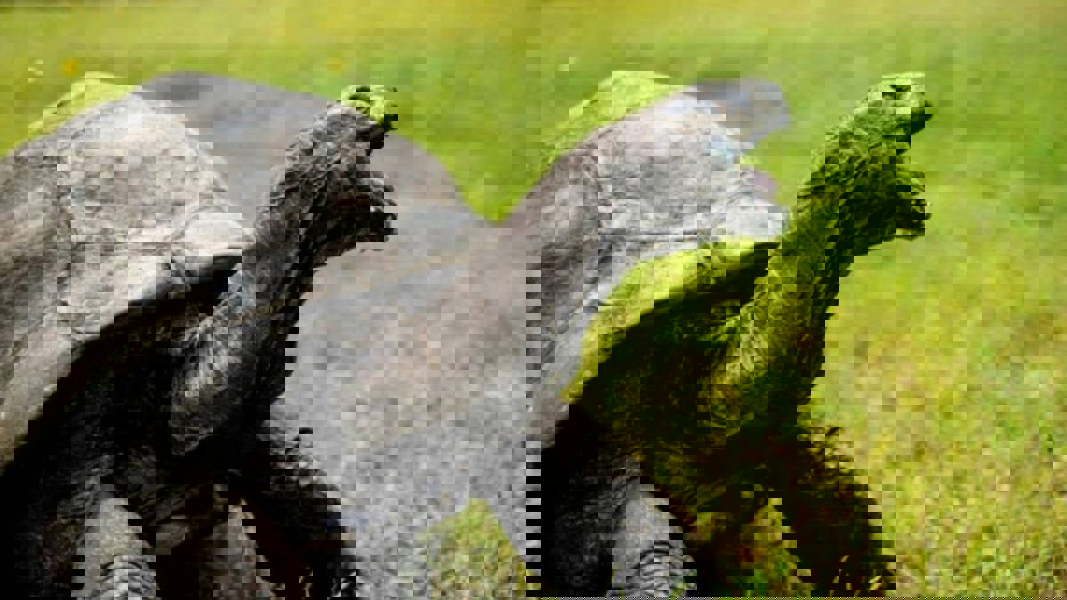 "جوناثان" أكبر السلاحف سنًا في العالم يبلغ سنواته المئة والتسعين
