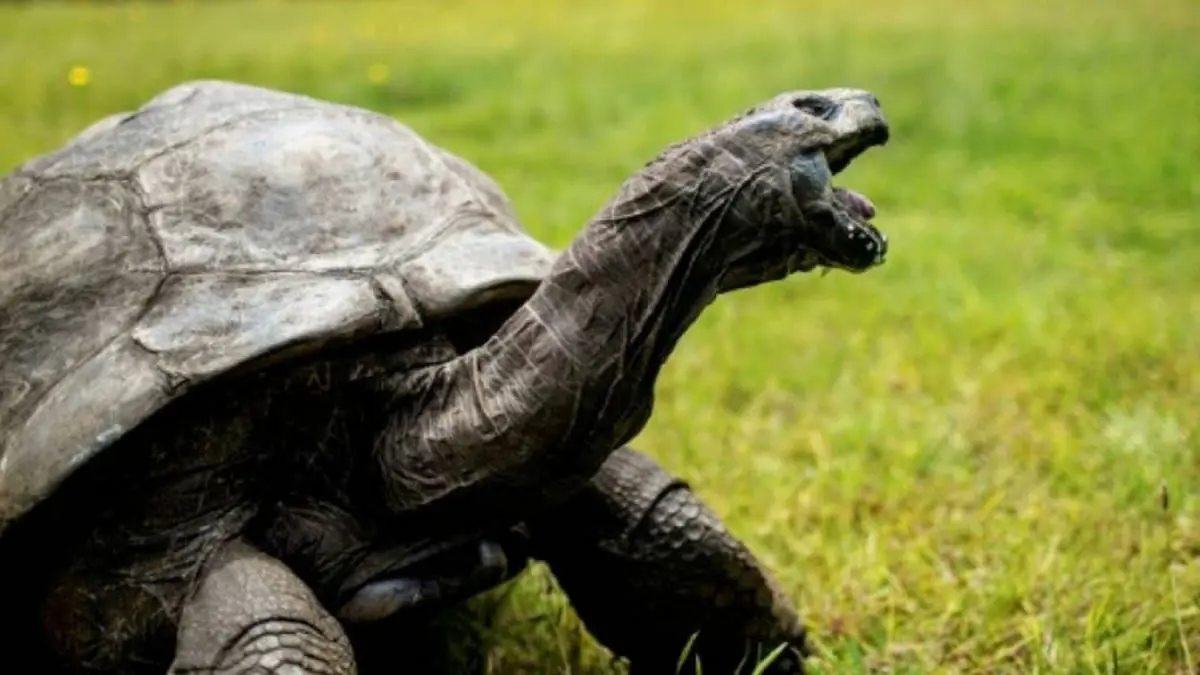"جوناثان" أكبر السلاحف سنًا في العالم يبلغ سنواته المئة والتسعين
