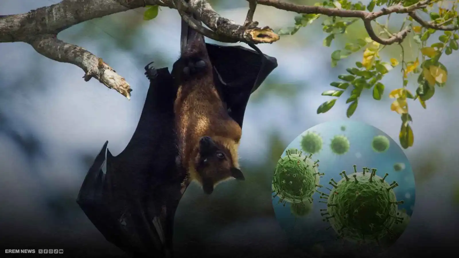 هل فيروس "نيباه" على خطى كورونا؟ (فيديو إرم)